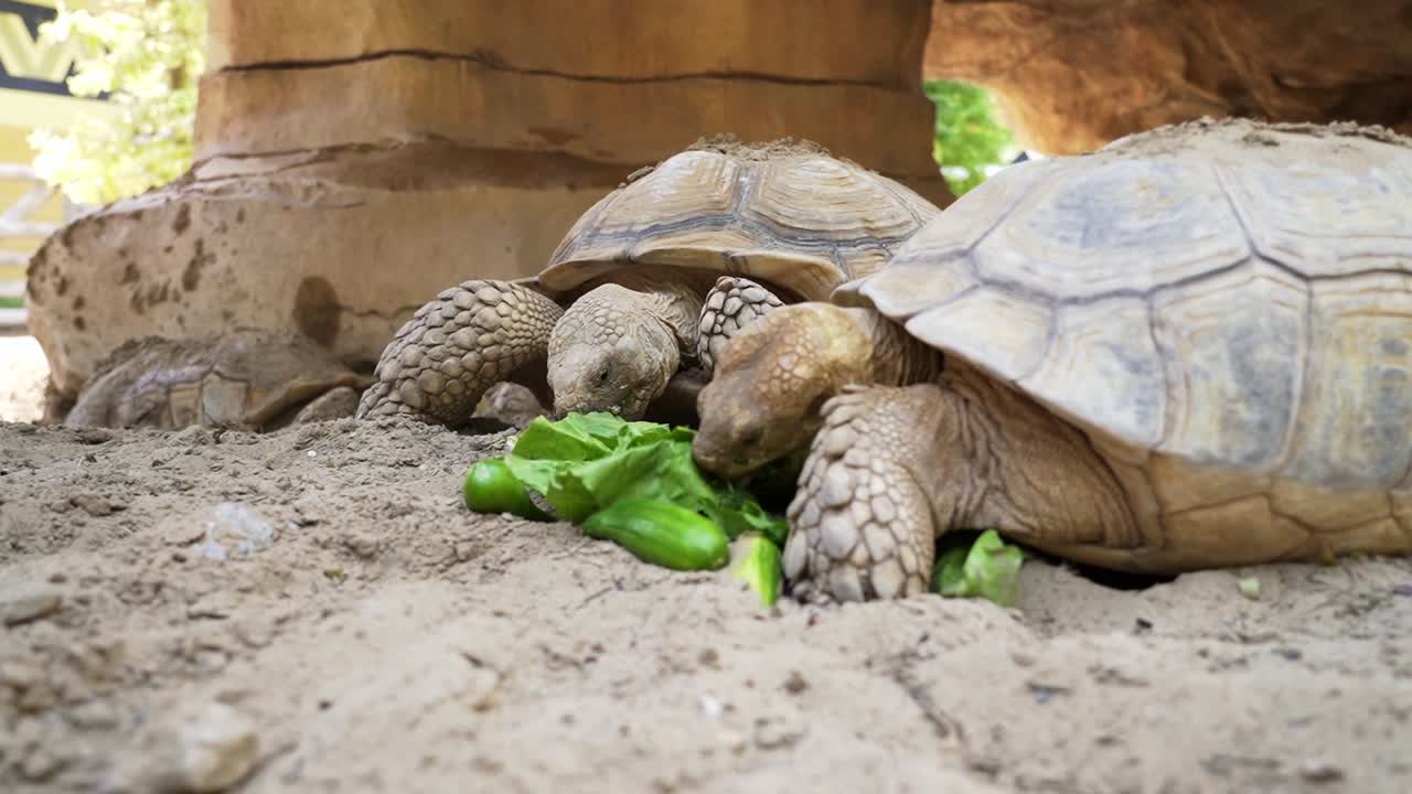 2 tortugas comiendo verduras de hoja verde compartiendo una comida cuando otra vino a unirse a 50 fps