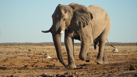 Savannah-bush-elephant-slowly-walk-from-right-to-left,-South-Africa