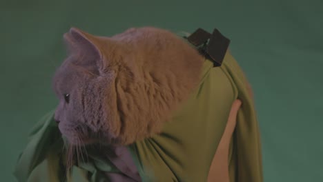 grey cat held on a green screen