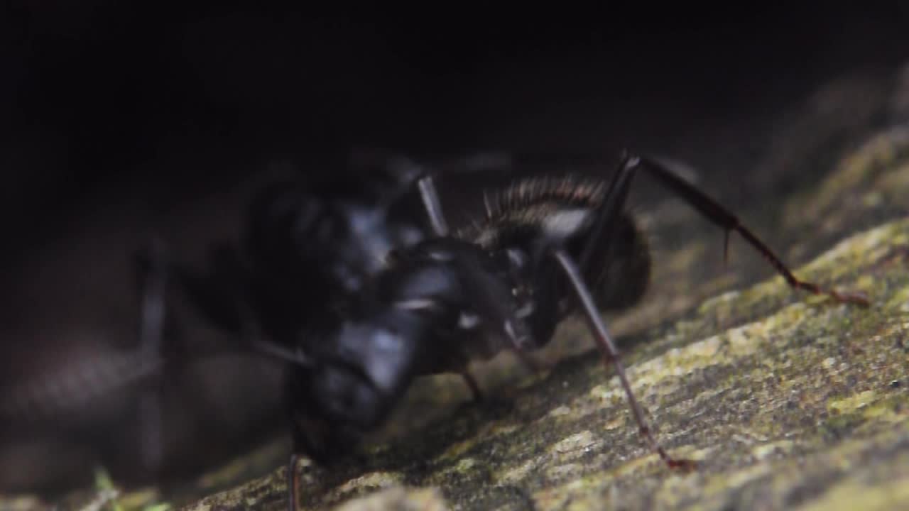 Ant on Wood