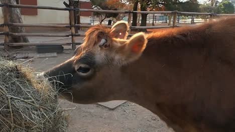 handhel, cow looks around and chews on hay at the johannesburg zoo in south africa