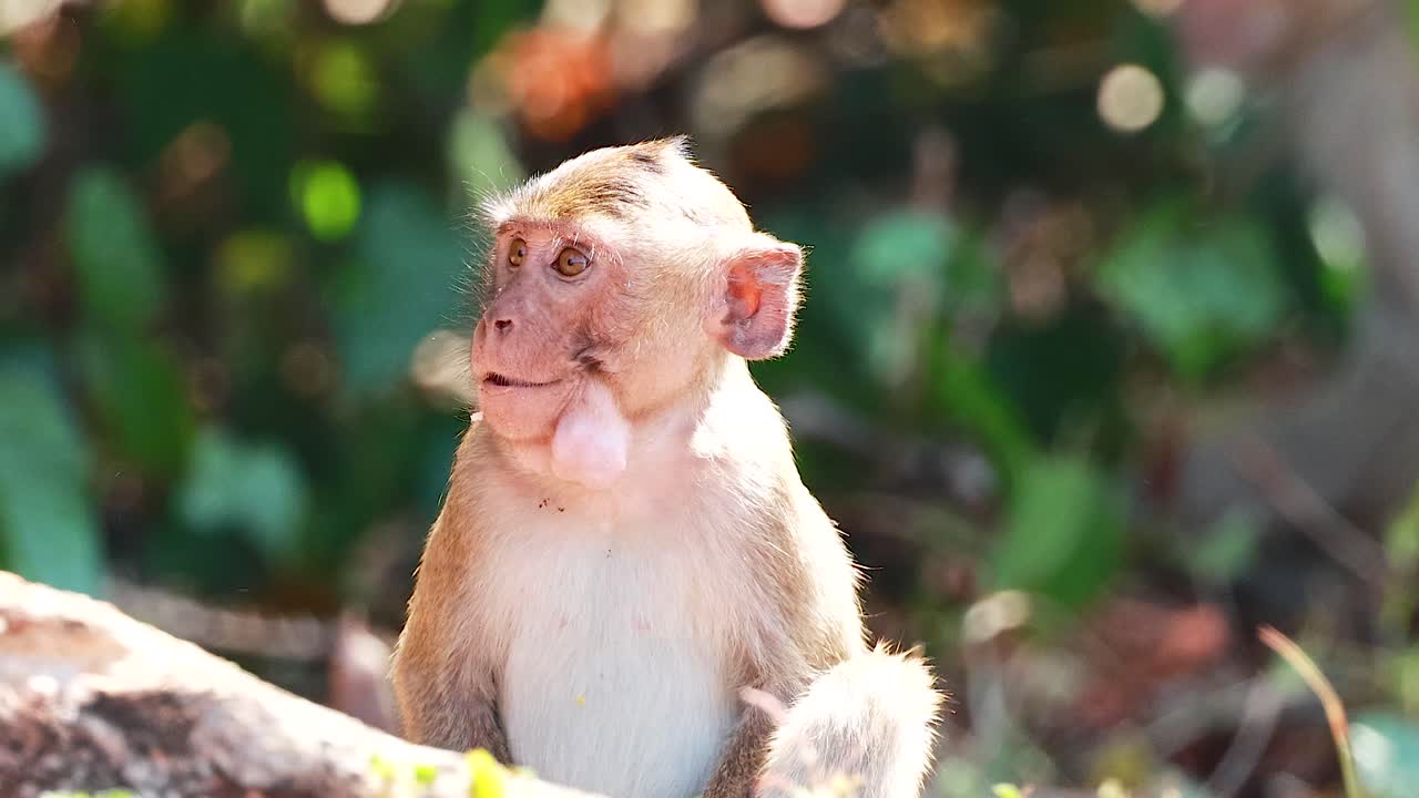 Baby Monkey Portrait