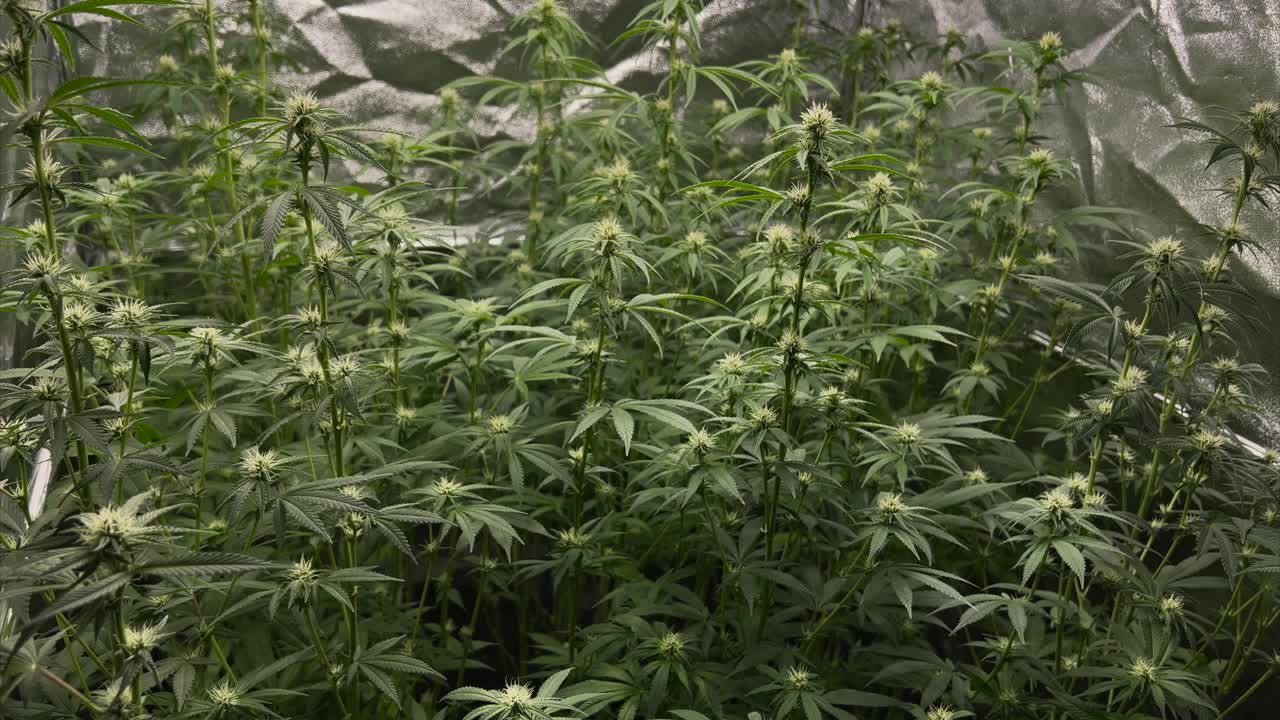 Some young Marijuana plants in a tent growing next to each other