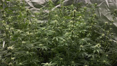 some young marijuana plants in a tent growing next to each other