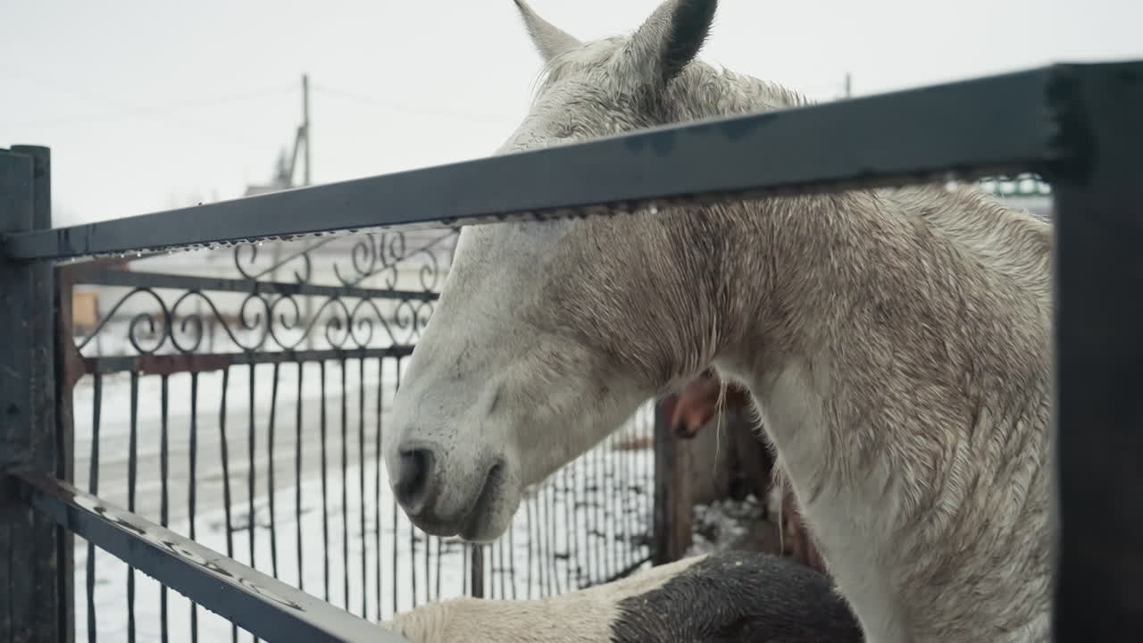 Wit paard bij ijzeren hek, berijpte vacht en nieuwsgierige snuit die door de tralies gluurt op een dorpsbinnenplaats, zachte adem in koude lucht met getextureerde snorharen en vochtige vacht, ideaal voor verzorging of dierenarts.