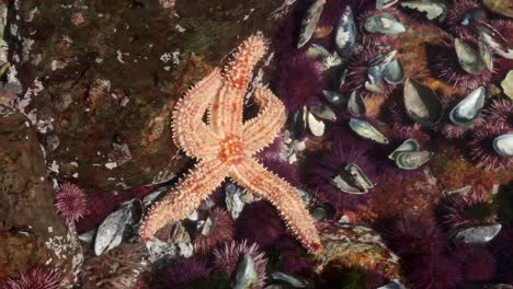 starfish in a shallow pool with sea urchins and shells