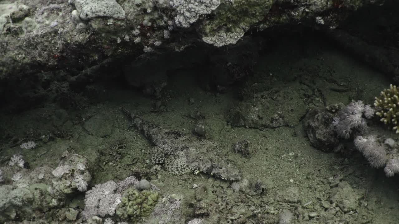 Crocodile fish lying on the sea bottom opening and closing it's mouth in 4K