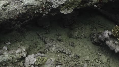 crocodile fish lying on the sea bottom opening and closing it's mouth in 4k