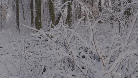 Ramas-Cubiertas-De-Nieve-En-Invierno-Bosques-Cubiertos-De-Nieve