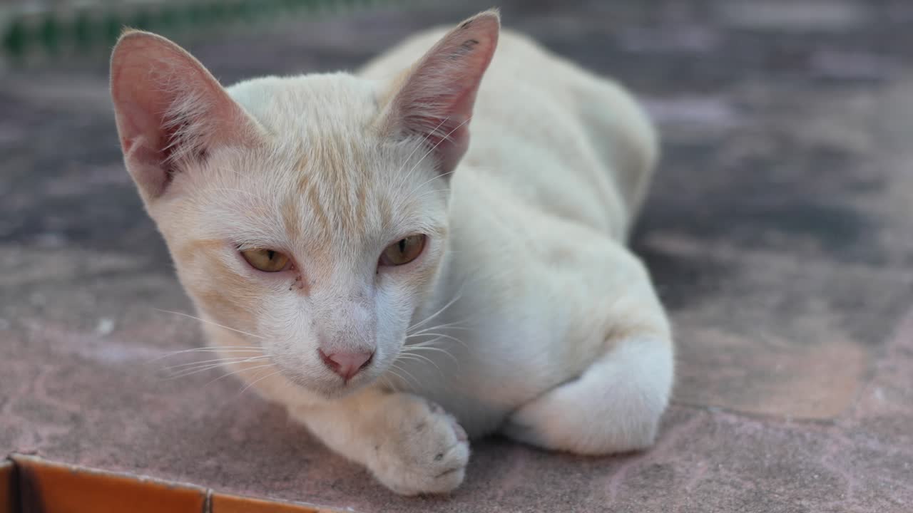White street cat with yellow eyes lying calmly on concrete pavement, alert and observant in a quiet urban moment, peaceful and adorable in Bangkok sunlight