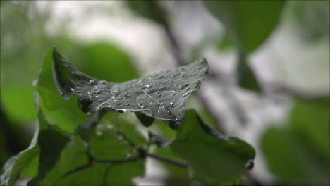 Wassertropfen-Landen-In-Zeitlupe-Auf-Einem-Blatt