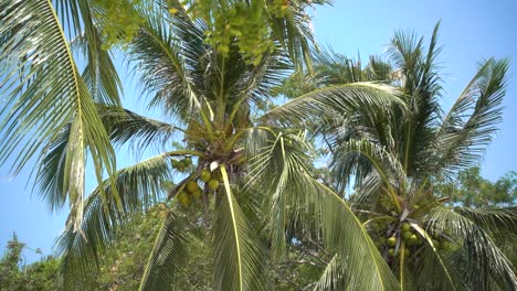 Cerca-De-Palmera-Con-Cocos-Contra-El-Cielo-Azul