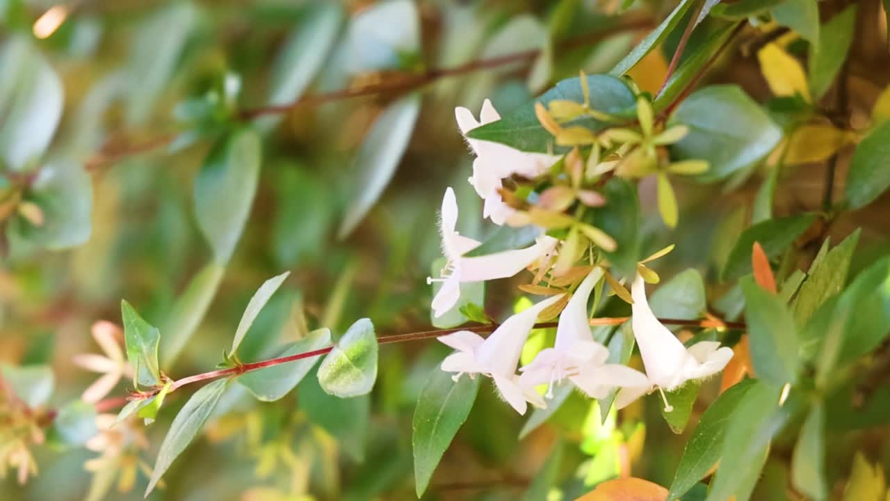 Piccoli fiori bianchi a forma di tromba sbocciano tra lussureggianti foglie verdi in un giardino soleggiato