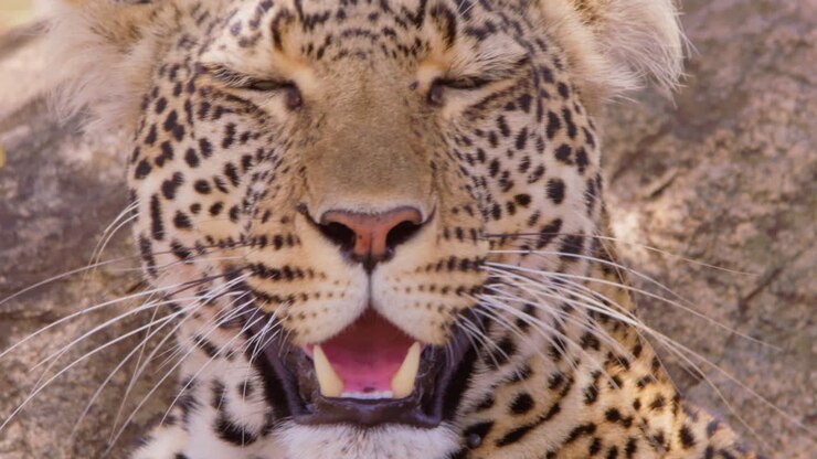 Leopards head panting in savannah at midday