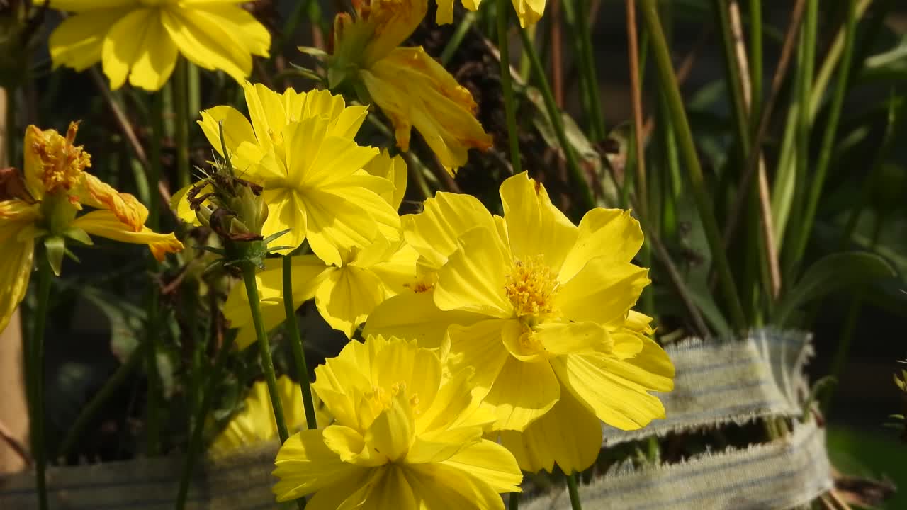 아름다운 노란색 꽃, 금색