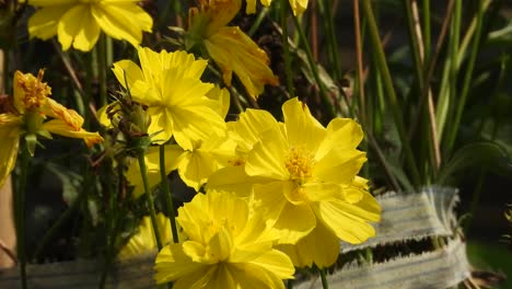 hermosas flores amarillas. oro