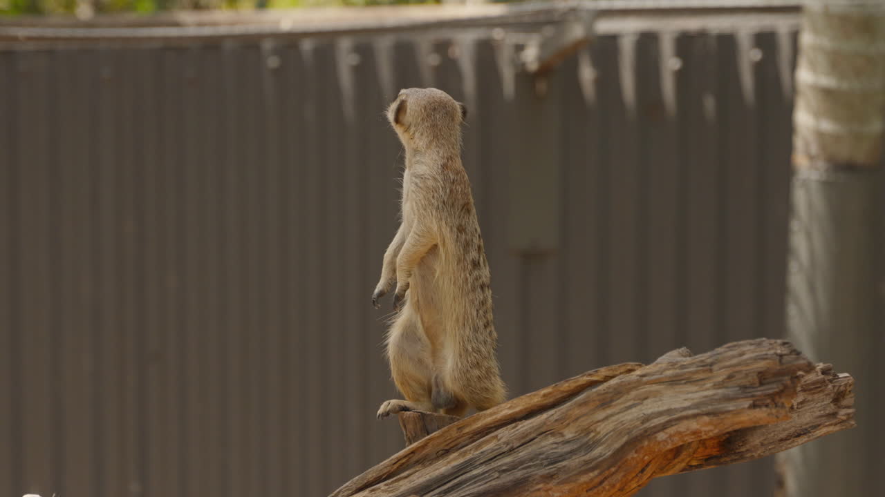 Un suricato si erge in piedi su un grosso tronco, scrutando il cielo in cerca di pericoli, proteggendo la sua famiglia da qualsiasi minaccia in un recinto di uno zoo in Australia