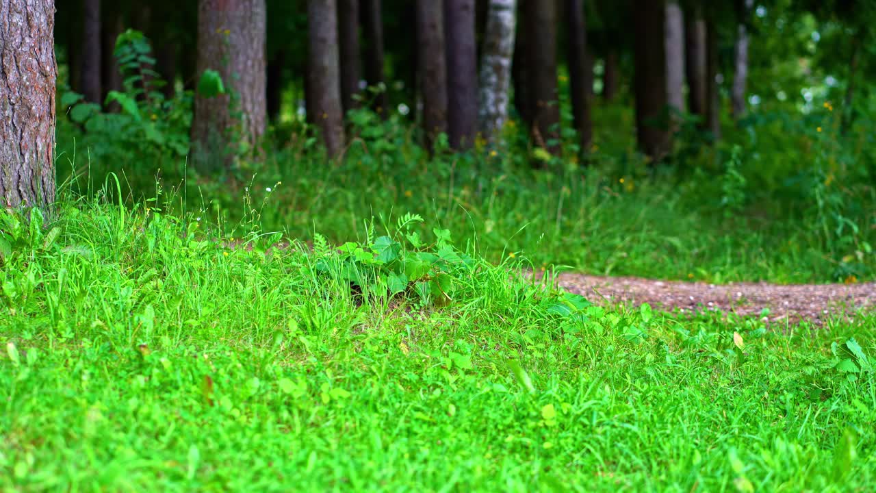 Vibrant forest floor with lush grass and trees in peaceful green woodland
