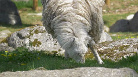 hungry lama grazing green grass in the wild - 4k medium shot