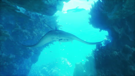 una raya manta nadando a través de un arrecife de coral