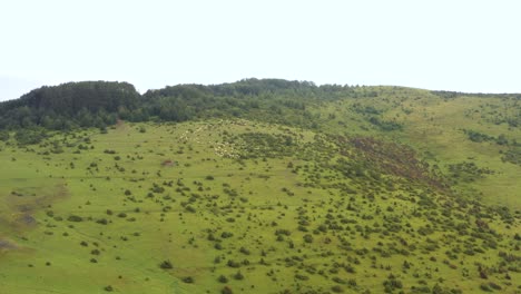 Ovejas-En-El-Hermoso-Paisaje-Montañoso-Verde-De-Prijepolje,-Serbia--antena