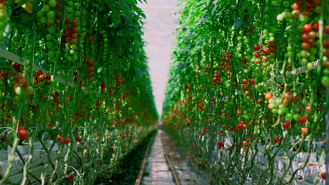 Industria-Agrícola-De-Plantaciones-De-Maduración-De-Tomates-Cherry.-Arbustos-Brillantes-Con-Alto-Contenido-De-Antioxidantes.