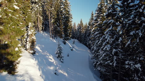 Pine-Trees-With-Hoarfrost-In-Alpine-Forest-On-Reiterkogel-Mountain-In-Saalbach-Hinterglemm,-Austria