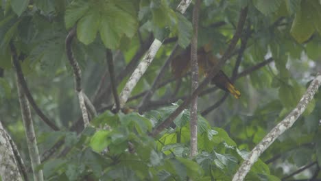 a pair of oropendola birds are interacting with each other in a tree while it rains