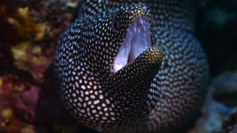 Incredible-footage-of-moray-eel-showing-its-sharp-and-pointy-teeth