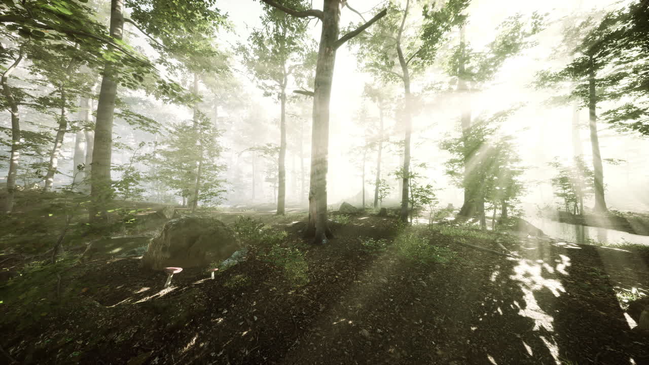 요정 안개 숲에서  ⁇ 빛