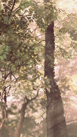 misty forest sunlight