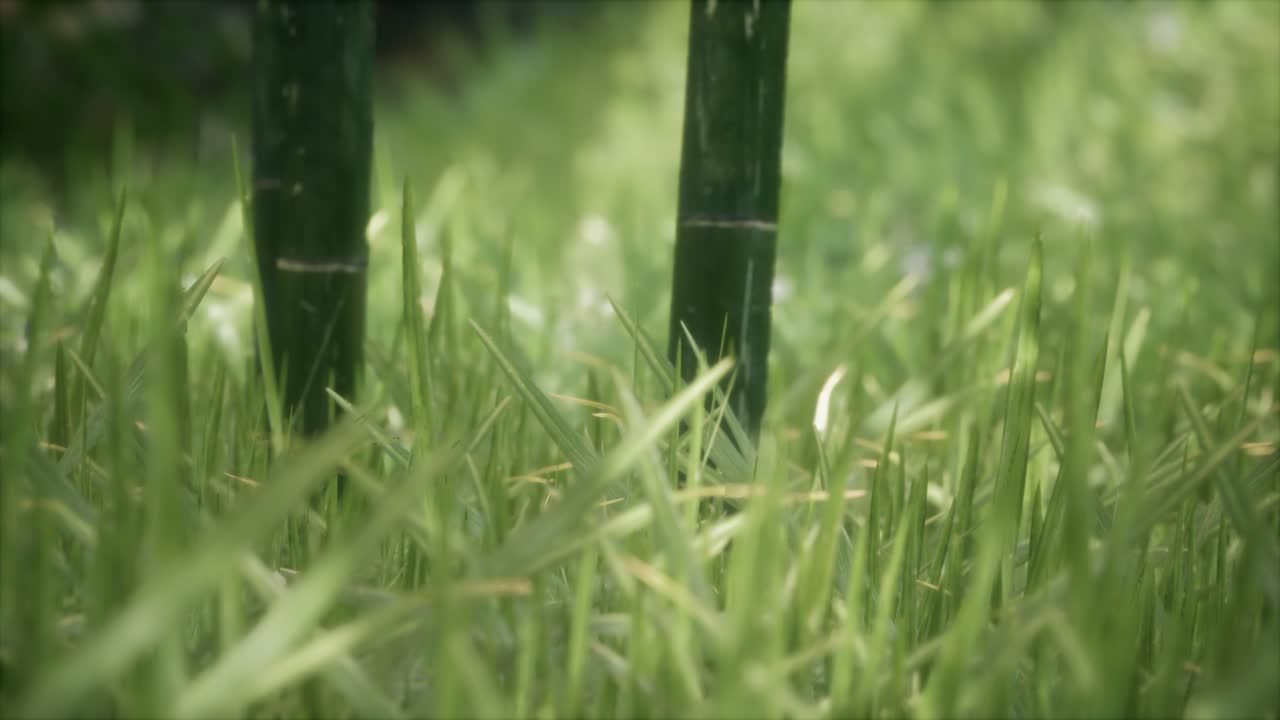 숲 속 의 신선 한 초록 잔디