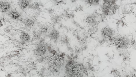 aerial bottom facing upward over spotty winter shrub