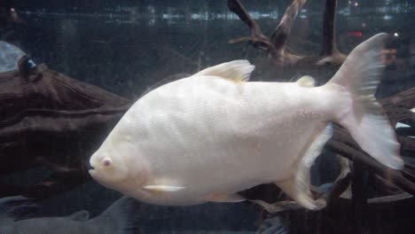 aquarium with albino tambaqui fish, colossoma macropomum, conservation of marine life