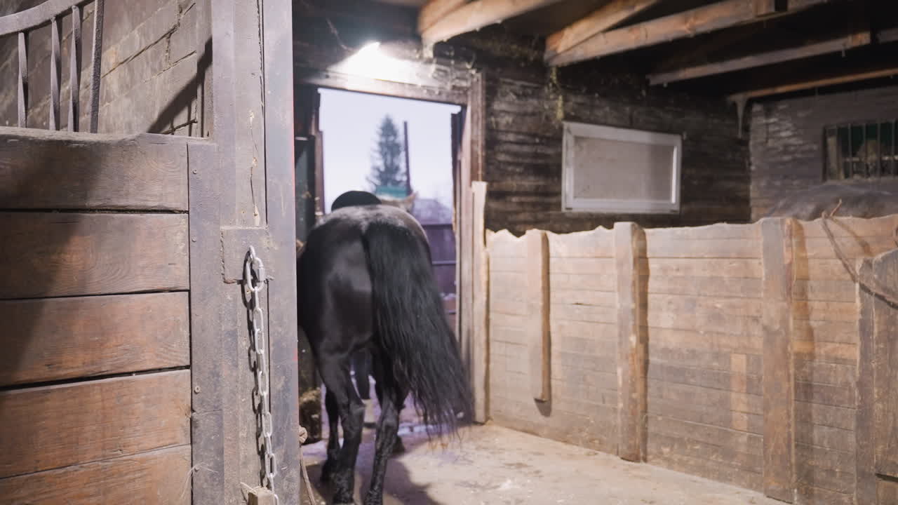 Black horse moving through stable doorway handler leads horse toward paddock while white dog follows saddle on back, haystrewn floor, warm overhead light, quiet training atmosphere, tandem lesson