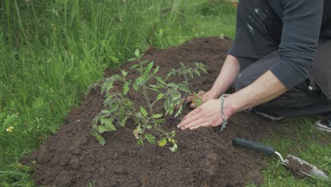 transplanting tomato plants into garden soil, medium shot