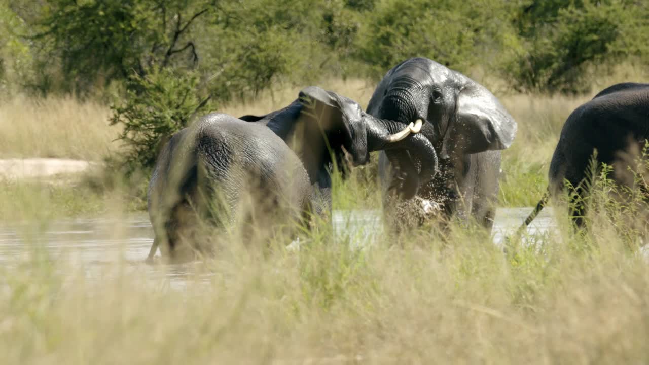 남아프리카 공화국 의 크루거 국립 공원 의 강 에서 싸우는 아프리카 코끼리 들 - 중간