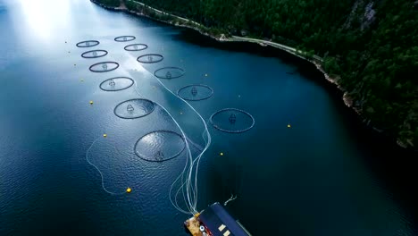 aerial footage farm salmon fishing in norway