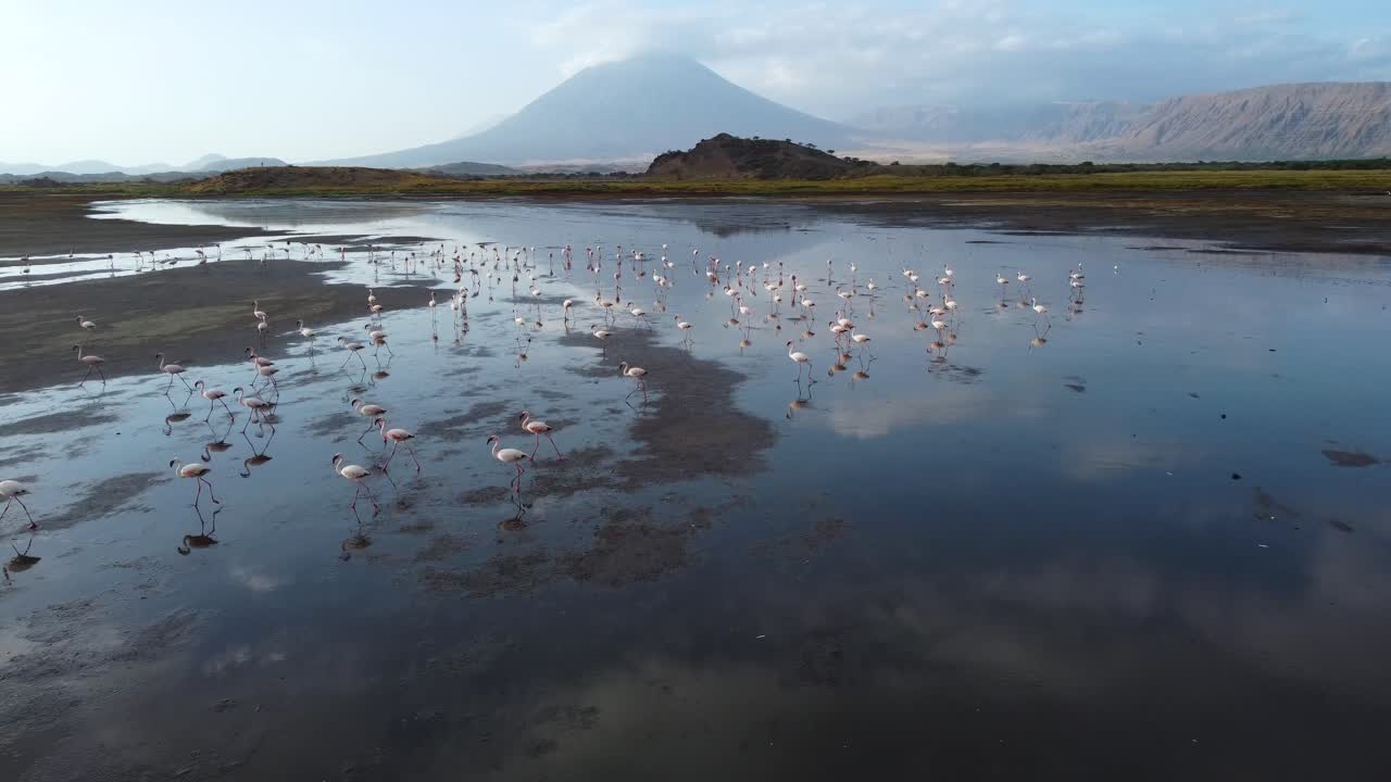 An amazing drone shot view of Lake Natron with Ol Doinyo Lengai volcano in the background and a beautiful group of pink flamingos in the foreground, in Tanzania in North Africa