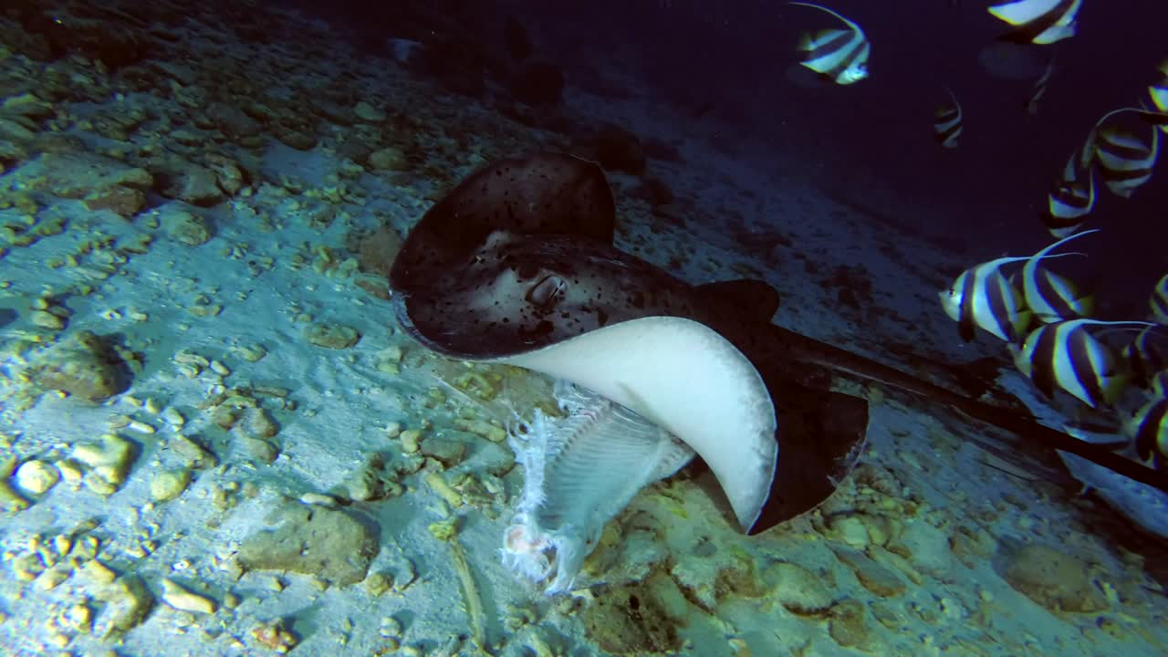 las rayas de cola redonda comen los restos de atún.