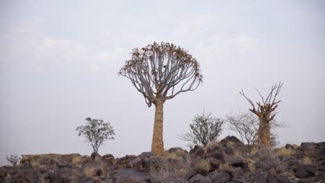 Köcherbaum-Auf-Einem-Hügel-Zwischen-Doleritfelsen-Mit-Sprossen-Aus-Samen-Und-Blüten-Im-Köcherbaumwald-In-Der-Nähe-Von-Keetmanshoop-In-Namibia