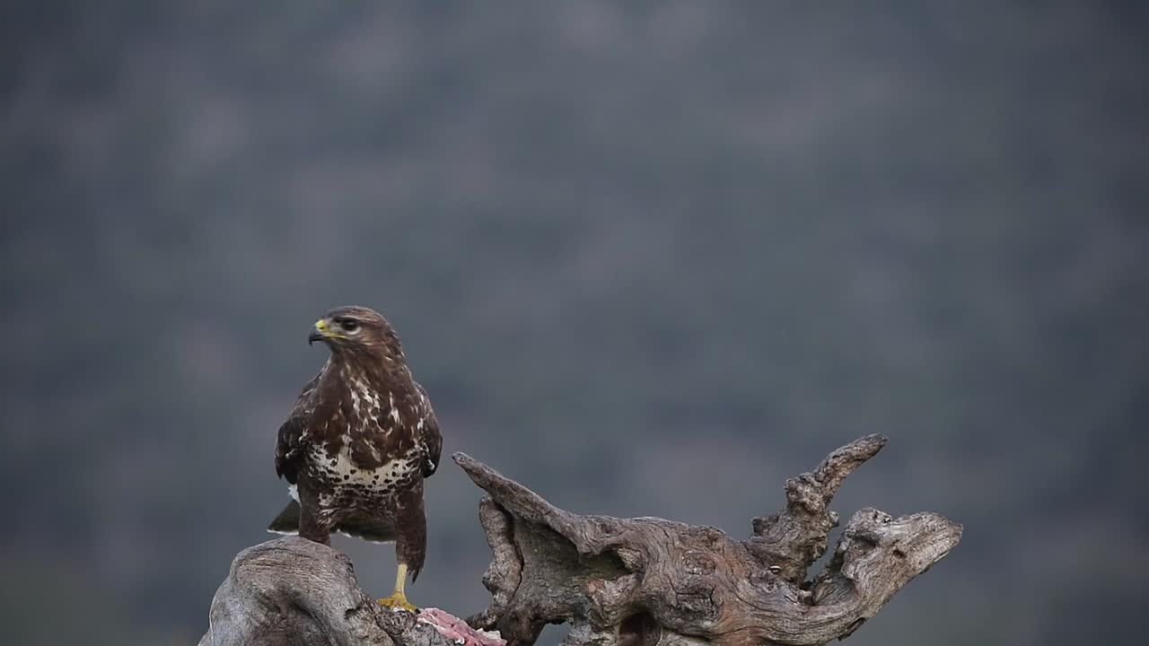 buteo buteo sentado en el tronco del árbol y comiendo presa