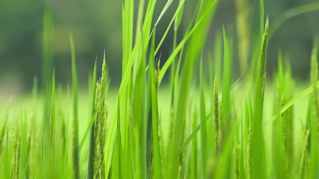 선선한 오후에는 벼잎이 천천히 흔들리고, 벼잎은 오후 햇살에 환하게 빛난다.