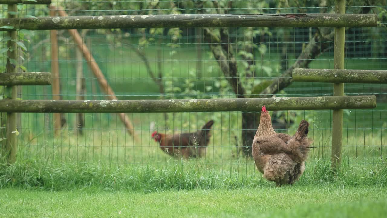 Two Brown Feathered Chickens Roaming Outside With Fence Dividing Them. Low Angle