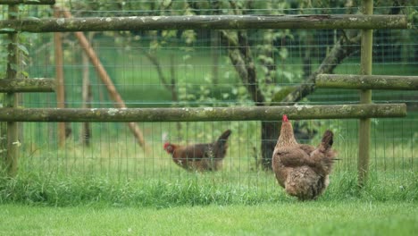 two brown feathered chickens roaming outside with fence dividing them. low angle