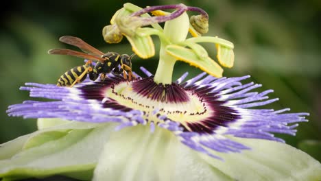 o abejas polinizadoras de flores