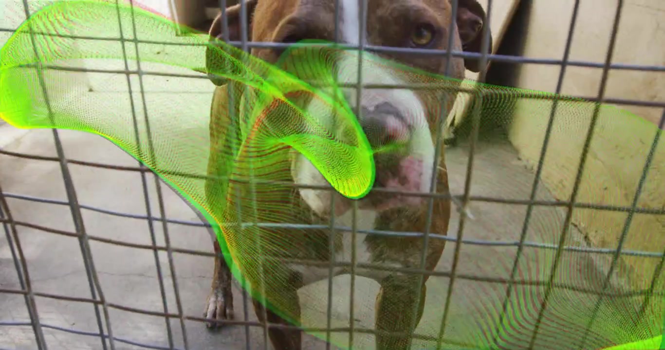 Cane marrone e bianco che si avvicina a una griglia metallica in un rifugio, con un nastro verde che passa e stimola il cane ad annusare.