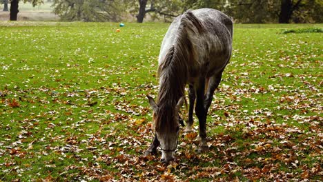 grey horse peacefully eating in a rusty, rainy landscape