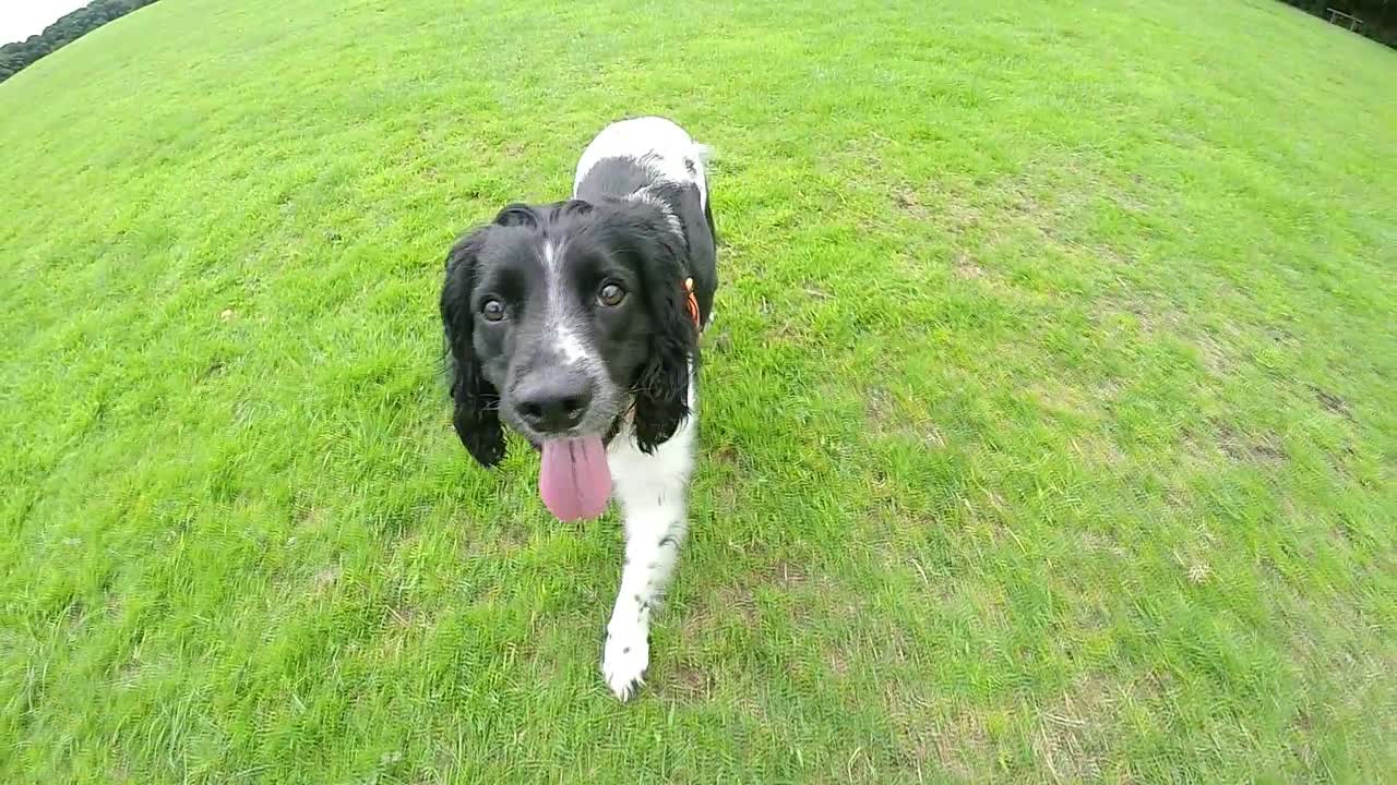 공원에서 스패니얼 개 슬로우 모션