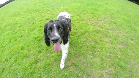 Spanielhund-Zeitlupe-Im-Park